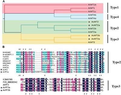 Metallothionein family genes in kiwifruit: characterization and determining their roles in plant’s response to different stresses